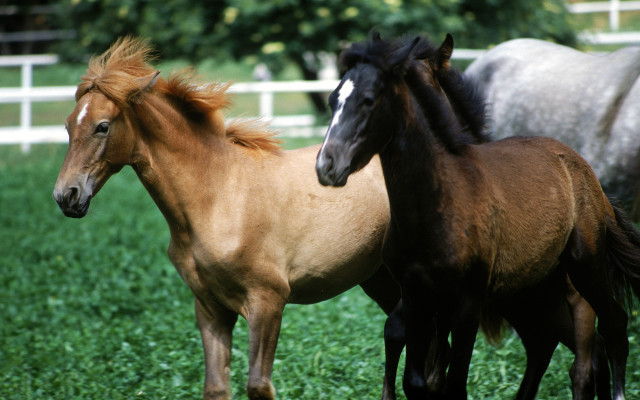 Horses green field white fence free wallpaper for desktop - medium preview image