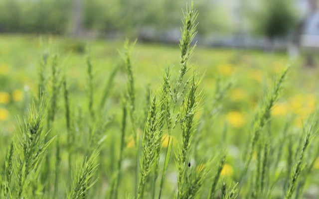 Green grass yellow flowers house free wallpaper for desktop - medium preview image