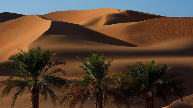 Desert palm trees sand dunes #2 free wallpaper for desktop - medium preview image