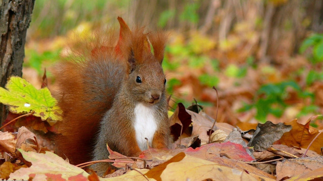 Squirrel nut leaves autumn woods free wallpaper for desktop - medium preview image