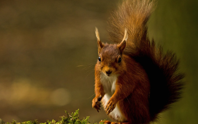 Red squirrel surprised on branch free wallpaper for desktop - medium preview image