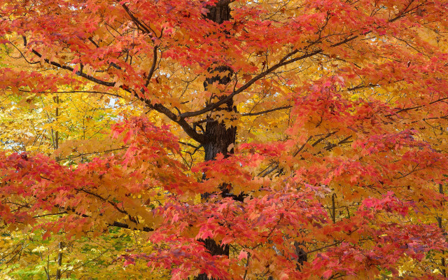 Fall leaves tree bear statue free wallpaper for desktop - medium preview image
