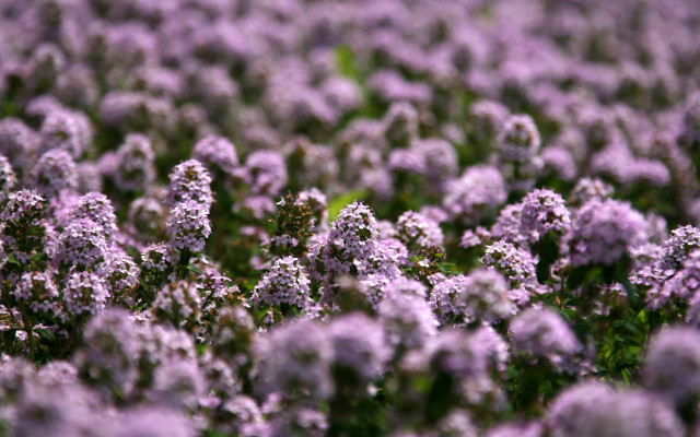 Purple flower field blooming petals free wallpaper for desktop - medium preview image