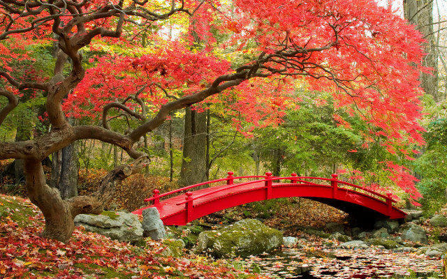 Red bridge pond autumn foliage free wallpaper for desktop - medium preview image