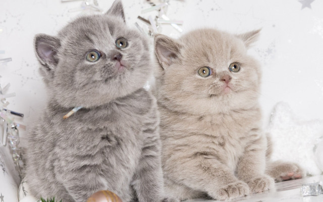 Kittens shelf christmas decorations rococo free wallpaper for desktop - medium preview image