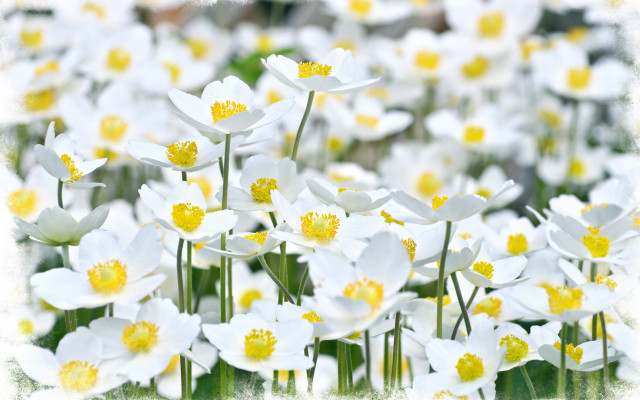 White flower field bokeh daisy free wallpaper for desktop - medium preview image