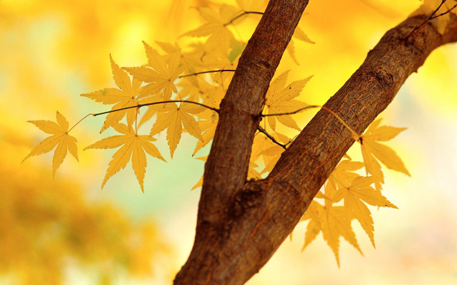 Tree yellow leaves autumn blurry #2 free wallpaper for desktop - medium preview image