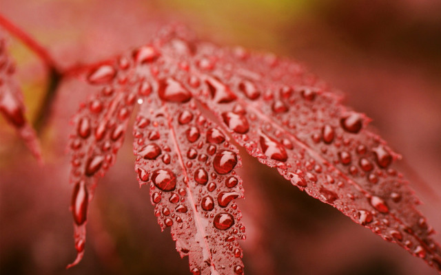 Red leaf water droplets macro free wallpaper for desktop - medium preview image