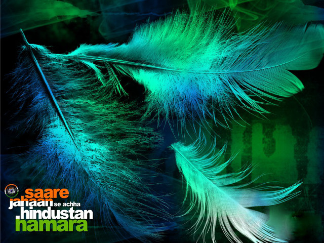 Feather closeup black background green free wallpaper for desktop - medium preview image