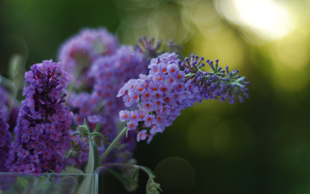 Purple flower vase impressionism macro free wallpaper for desktop - medium preview image