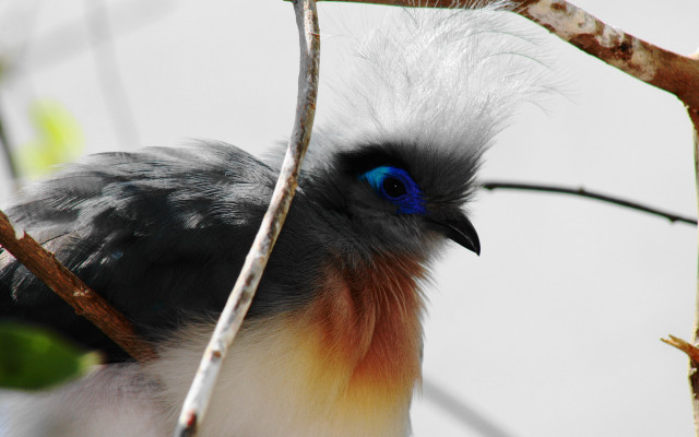 Blue eyed bird black head free wallpaper for desktop - medium preview image