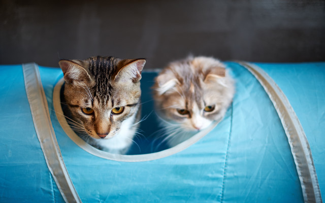 Cats bluebag animals focus reflection free wallpaper for desktop - medium preview image