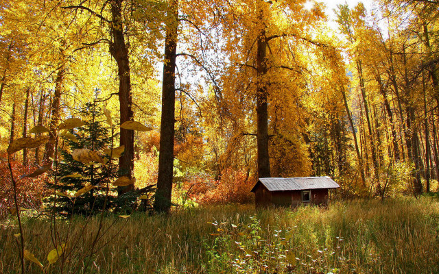 Cabin woods autumn leaves sunset free wallpaper for desktop - medium preview image
