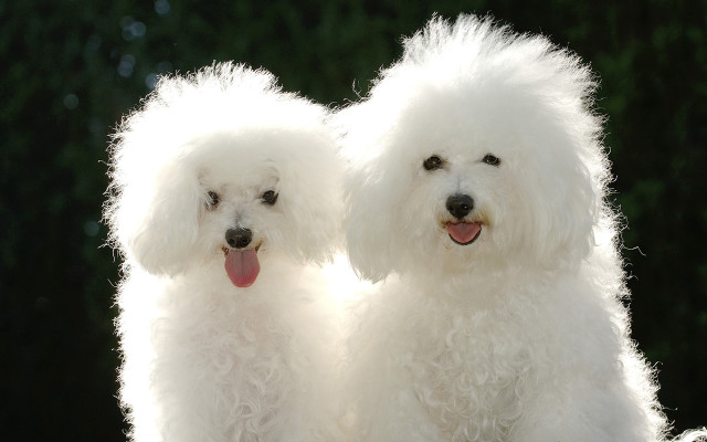White poodles tongues out rococo free wallpaper for desktop - medium preview image
