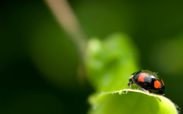 Ladybug greenleaf sun ecologicalart macroblur free wallpaper for desktop - medium preview image