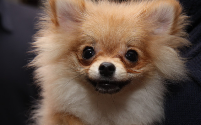 Small brown faced dog sitting free wallpaper for desktop - medium preview image