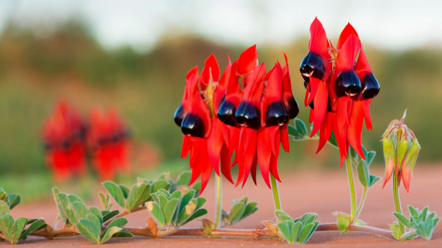 Red flowers black petals green free wallpaper for desktop - medium preview image