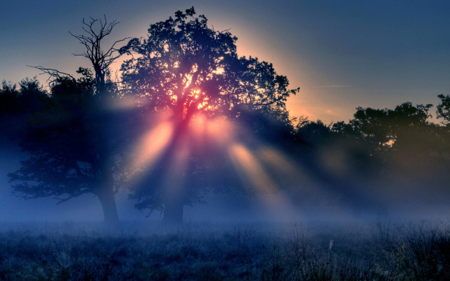 Fog shining sun magic forest free wallpaper for desktop - medium preview image