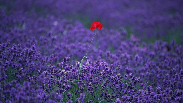 Red flower lavender spring purple free wallpaper for desktop - medium preview image