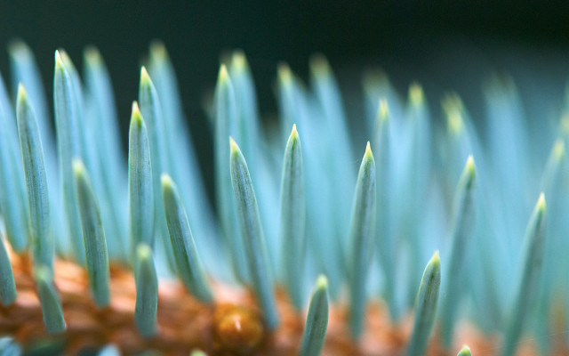 Plant needles green background macro free wallpaper for desktop - medium preview image