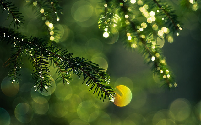 Pine water drops bokeh christmas free wallpaper for desktop - medium preview image