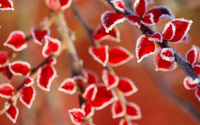 Frosted plant with red flowers free wallpaper for desktop - medium preview image