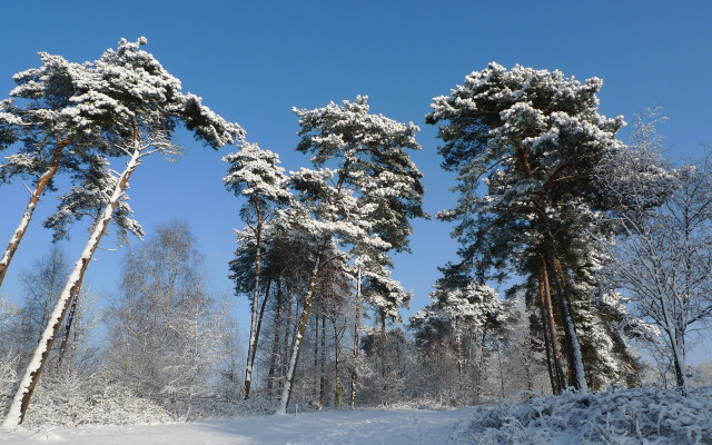 Snow covered forest blue sky #2 free wallpaper for desktop - medium preview image