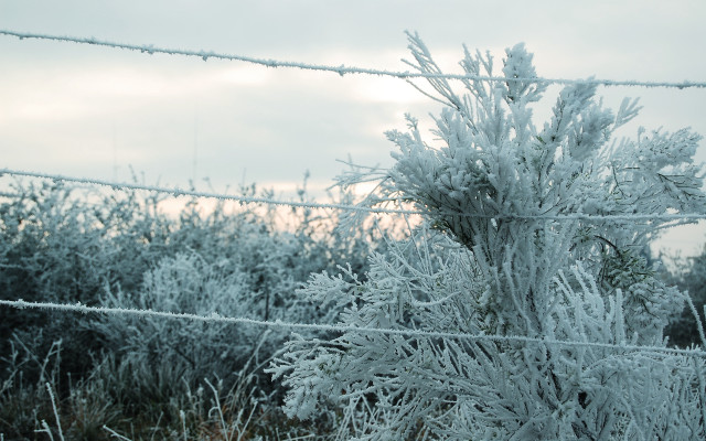Frosted fence bush winter sky free wallpaper for desktop - medium preview image
