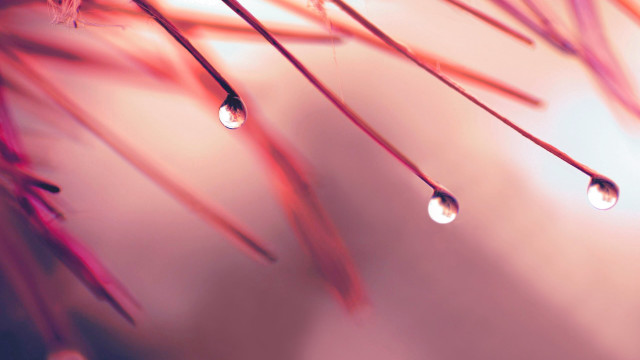 Water drops plant blurry red free wallpaper for desktop - medium preview image