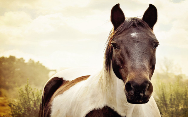 Horse white spot brown white free wallpaper for desktop - medium preview image