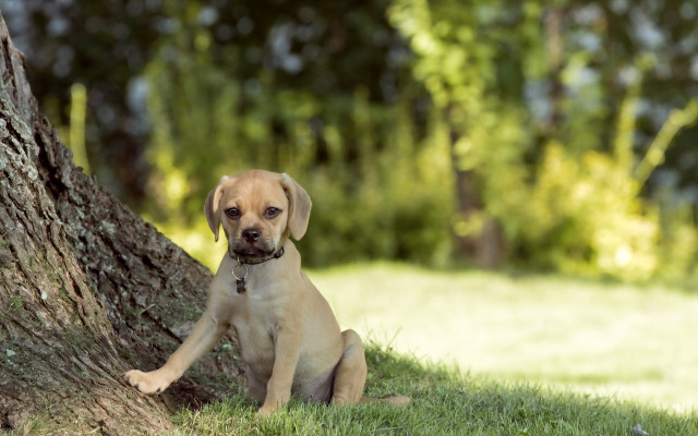 Puppy tree grass dog nature free wallpaper for desktop - medium preview image