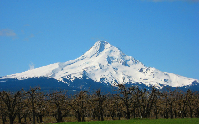 Snow covered mountain trees blue #3 free wallpaper for desktop - medium preview image