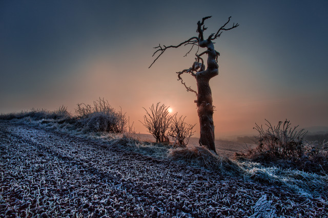 Tree hill sunset frostygrass surreal free wallpaper for desktop - medium preview image