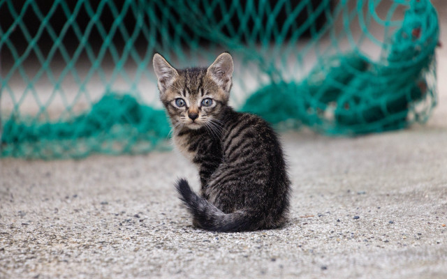 Kitten green netting tiltshift animal free wallpaper for desktop - medium preview image