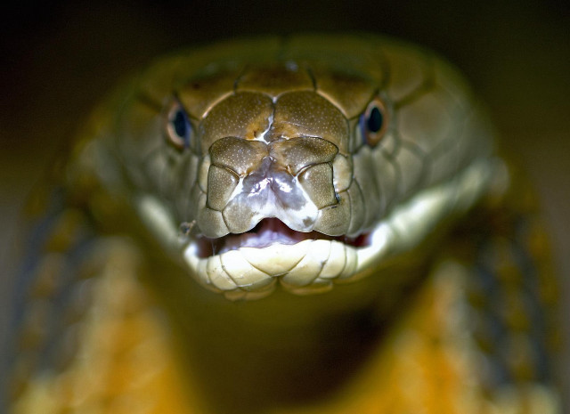 Cobra open mouth tongue blurry free wallpaper for desktop - medium preview image