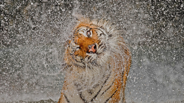 Tiger water play impressionist award free wallpaper for desktop - medium preview image