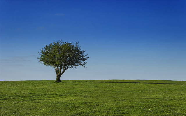 Lone tree grassy field blue #5 free wallpaper for desktop - medium preview image