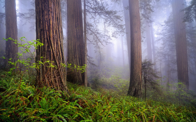 Foggy forest trees green nature #2 free wallpaper for desktop - medium preview image