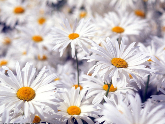 Daisy field impressionism blurry background free wallpaper for desktop - medium preview image