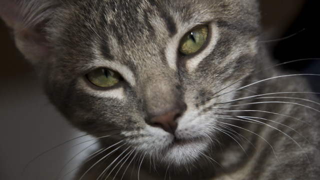 Cat green eyes closeup macro free wallpaper for desktop - medium preview image