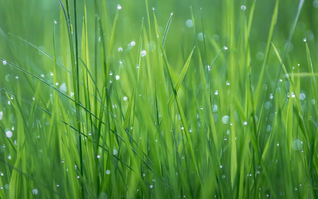 Grass water droplets macro photorealism free wallpaper for desktop - medium preview image