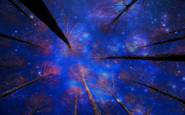 Sky trees stars night aurora free wallpaper for desktop - medium preview image