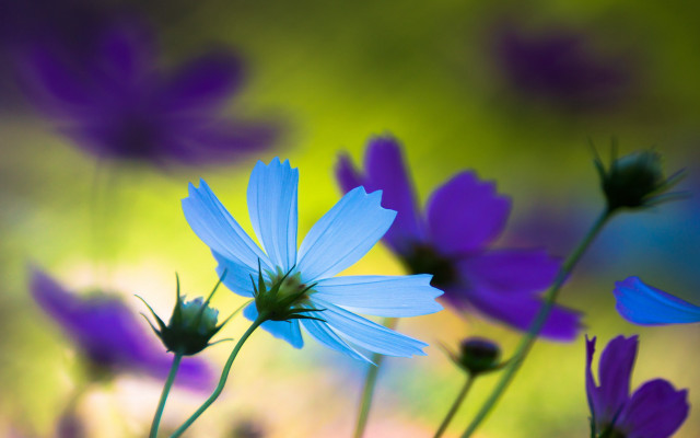 Blue flowers purple field butterfly free wallpaper for desktop - medium preview image