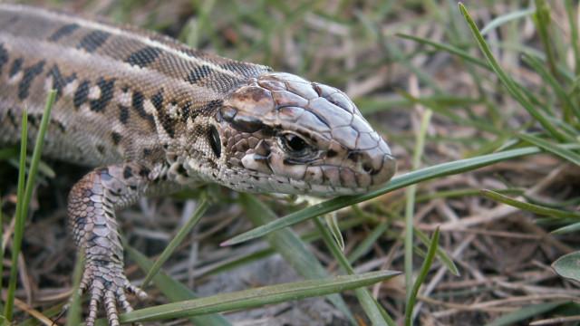 Lizard grass macro blurry bokeh free wallpaper for desktop - medium preview image
