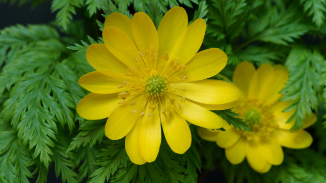 Yellow flower closeup macro nature free wallpaper for desktop - medium preview image