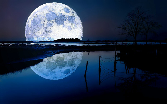 Full moon reflection bamboo night free wallpaper for desktop - medium preview image