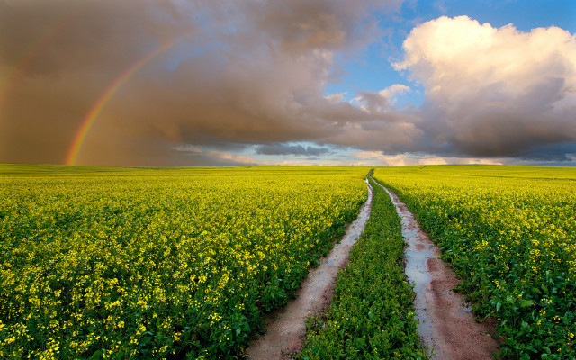 Dirt road field rainbow sky #3 free wallpaper for desktop - medium preview image