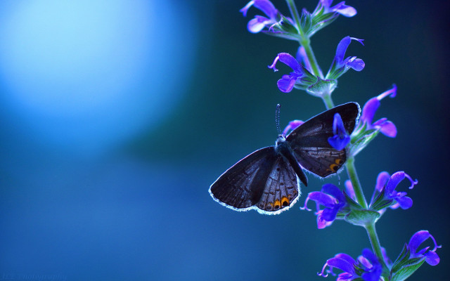Butterfly purple flower blue background #3 free wallpaper for desktop - medium preview image