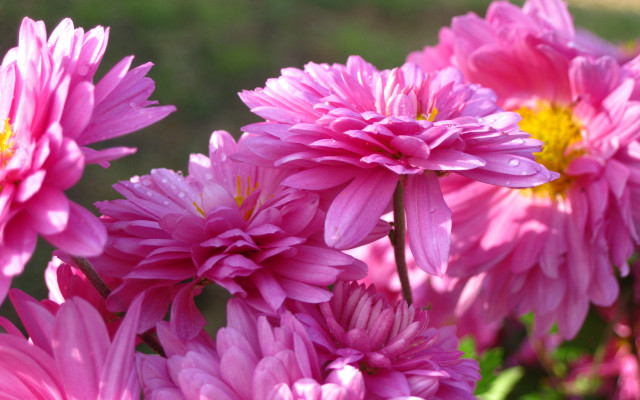 Pink flowers garden yellow center free wallpaper for desktop - medium preview image