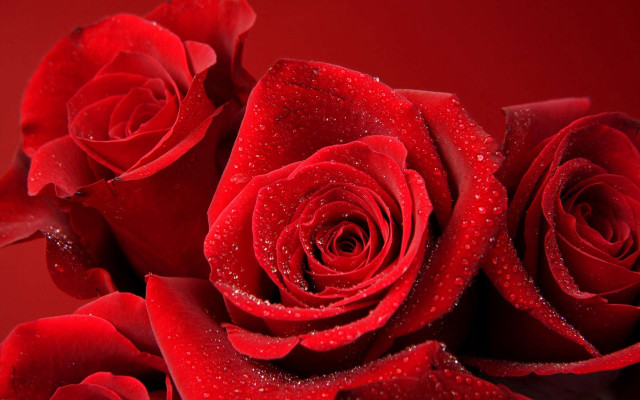 Red roses water droplets black #3 free wallpaper for desktop - medium preview image